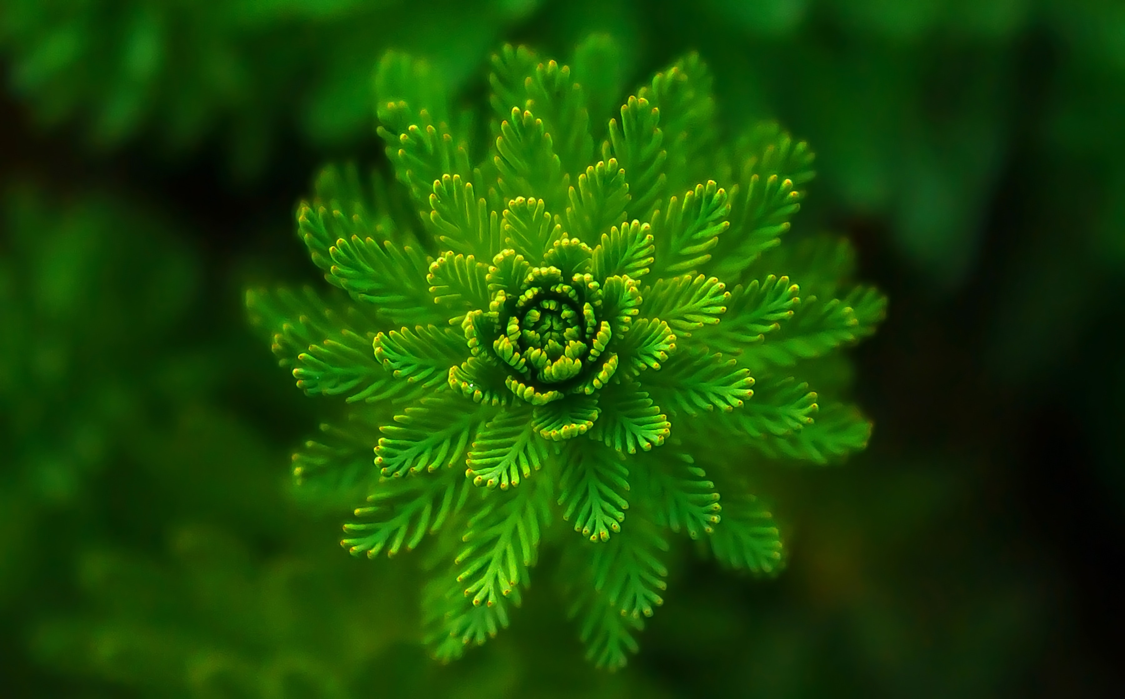 Mastering the “Three Killer Moves’: A Strategic Approach to Enforcing Plant Variety Rights