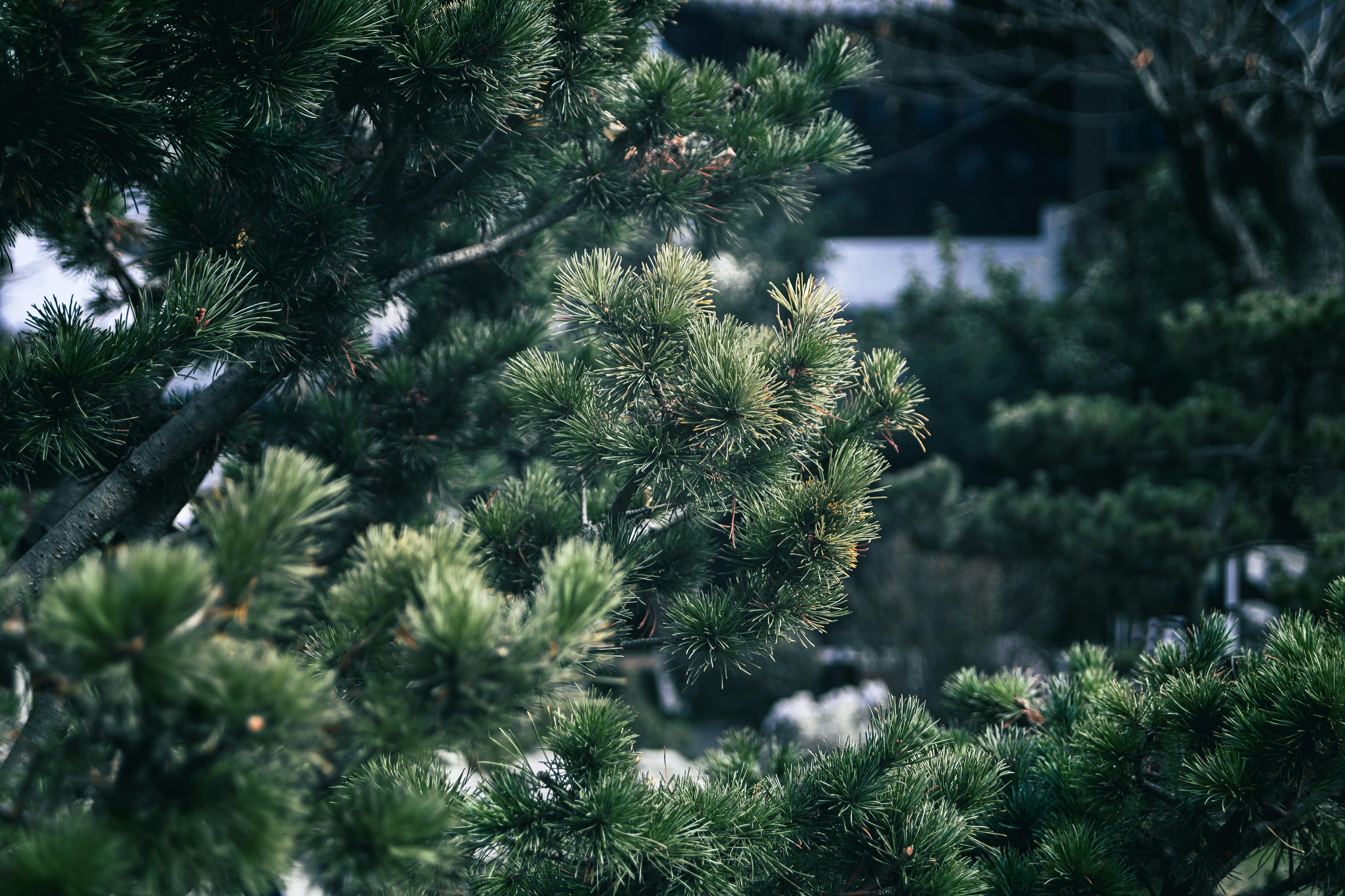 《植物新品种保护条例（2025修订）》亮点解读与实务建议