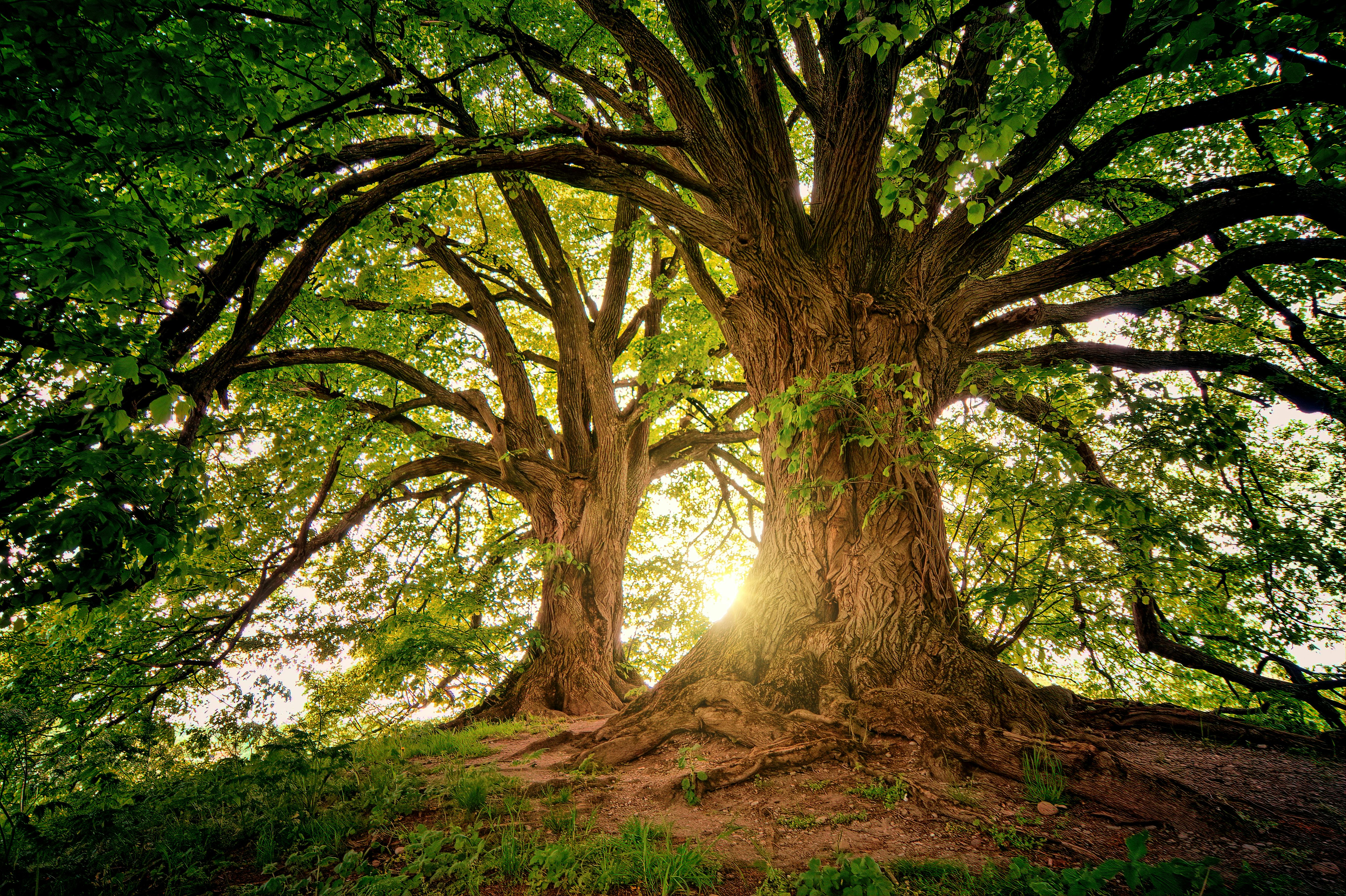 China's Revised Plant Variety Regulations (2025): Key Changes & Tips (1)